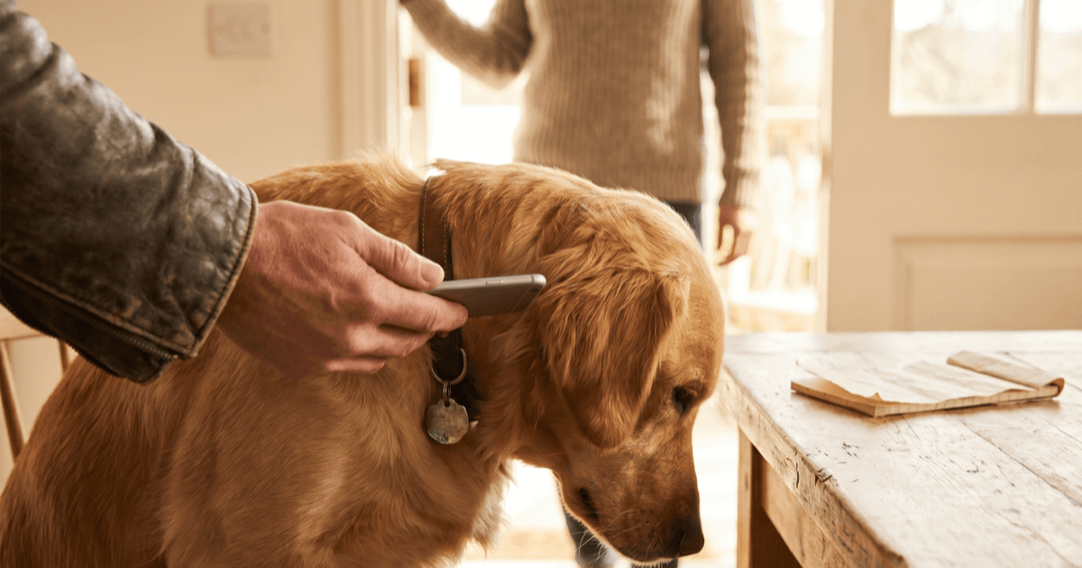 A close-up of a hand holding a smartphone near a calm dog’s collar tag in a warm sunlit doorway, with a person in the soft-focus background.
